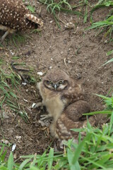 Burrowing owl (Athene cunicularia) chicks at nest burrow