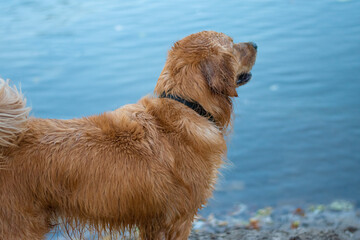 golden retriever on the beach