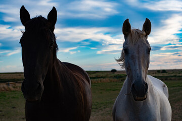 Caballo oscuro y Yegua blanca