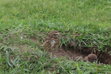 Burrowing owl (Athene cunicularia) chicks at nest burrow
