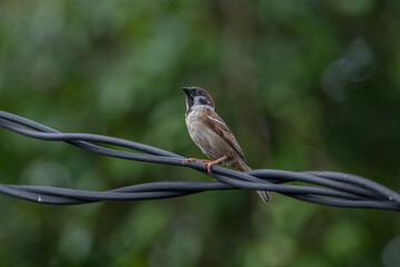sparrow perched on cables