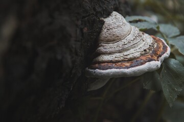 Close up von Pilz im Wald