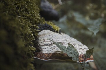 Close up von Pilz im Wald