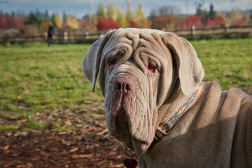 2020-11-07 A GREY COATED NEAPOLITAN MASTIFF AT A LOCAL DOG PARK