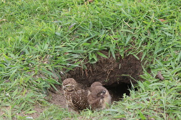 Burrowing owl (Athene cunicularia) chicks at nest burrow