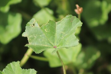 close up of leaf