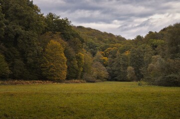 Wald im Herbst