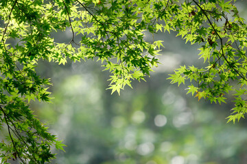 森の中で紅葉を待つモミジの葉
