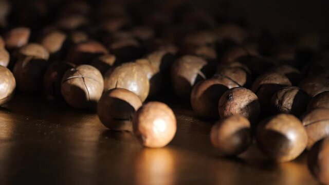 Australian walnut close-up. Macadamia nuts roll over to other orchids in a dark room against a dark background. Water drops fall on the nuts. Large brown macadamia nuts are on the table.