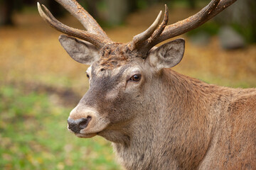 Naklejka na ściany i meble Glance eye to eye. Red deer during rutting time Wildlife in Europe. Detail of the deer head. 