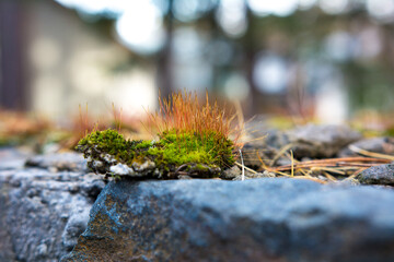 Obraz premium Green moss on the wall of natural stone.