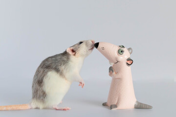 A cute little decorative rat stands on its hind legs and looks at the toy figurine. Portrait of a rodent close-up. Nose to nose.