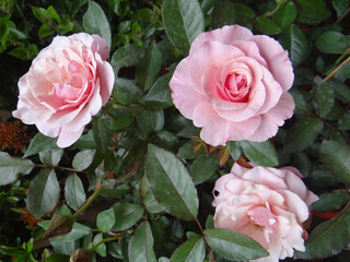 Closeup shot of beautiful pink roses