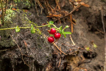Lingon berries