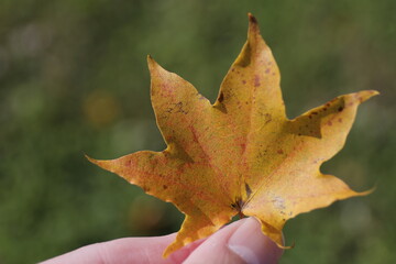 紅葉