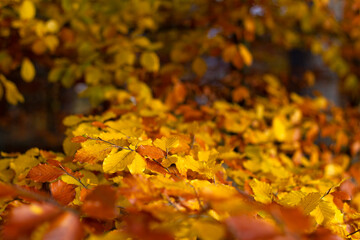 Amazing autumn colors