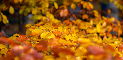 Amazing autumn colors