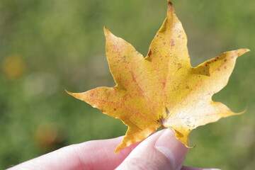 紅葉