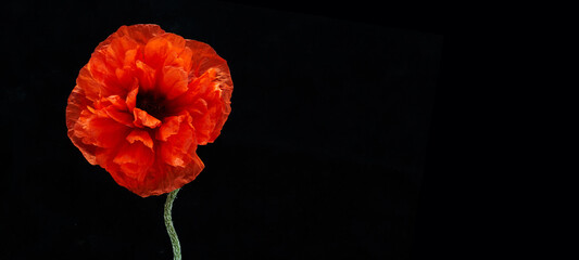 Remembrance day banner. Poppy flower on black background with free space for text.