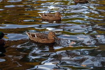 Female ducks in water