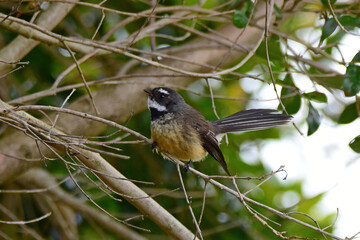 Fantail bird in the garden posing on one of the trees 