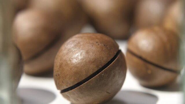 Australian walnut close-up. A large brown macadamia nut lies on the table. Macadamia nuts close up. Macadamia nut on a white background. A nut in an inshell roll to another nut in an inshell. 