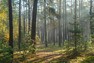 Jesienny las sosnowy, światło poranne