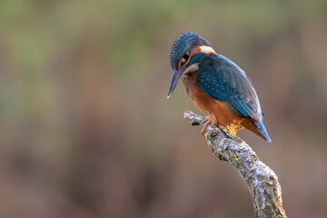 Eisvogel männlich auf einem Ast sitzend mit grünem Hintergrund