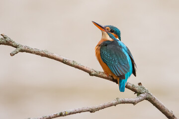 Eisvogel weiblich auf einem Ast sitzend mit hellem Hintergrund