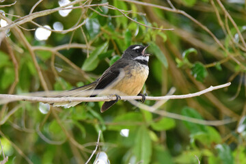Fantail bird in the garden posing on one of the trees 