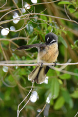 Fantail bird in the garden posing on one of the trees 