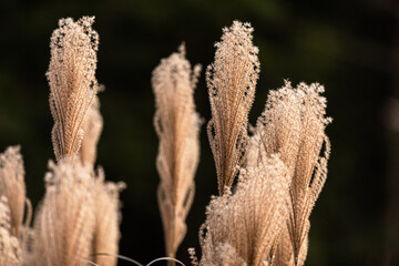 grass against the sky