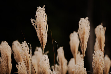 grass in the morning