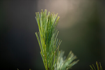 pine tree
