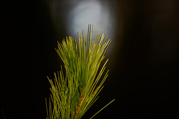 pine tree up close