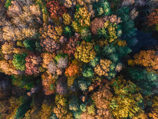 Fototapeta na wymiar Autumn forest aerial drone view. Trees with colorful orange, red, yellow and green leaves