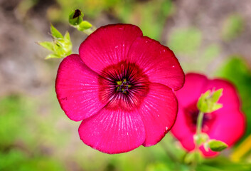 pink flower in garden