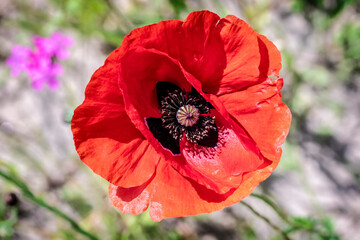 red poppy flower