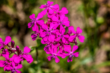 flowers in the garden