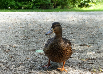 Young wild duck outdoors. Duckling close-up.