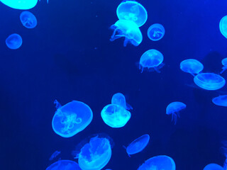 jellyfish in blue water