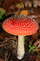 Fly agaric amanita muscaria amanitaceae family psychedelic trip high quality print