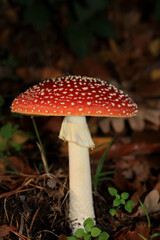 Fly agaric amanita muscaria amanitaceae family psychedelic trip high quality print