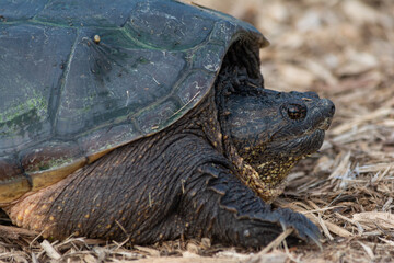 Snapping Turtle Up Close