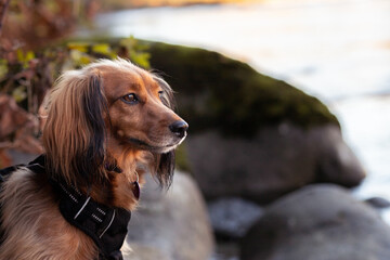 portrait of a dachshund on river edge.