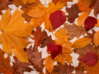 Naklejka na ściany i meble Autumn leaves on an wood background