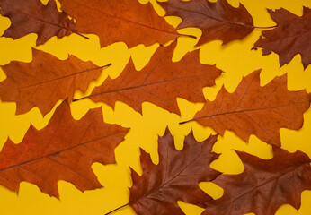 autumn maple leaf