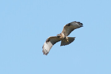 common buzzard in flight