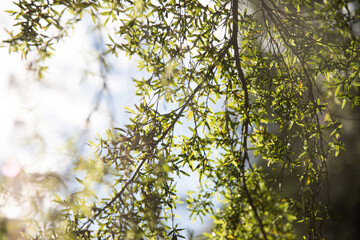 Filtered sunlight through leaves and branches on a tree looking up