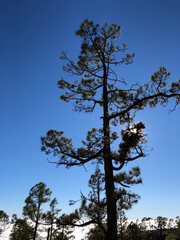 tree and sky